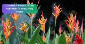 Davonkus – Blooms Of The Rainforest In Your Living Room!